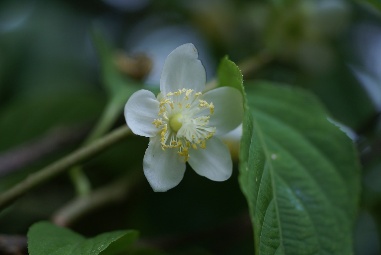 4.개다래 암꽃,국립수목원10.6.26.001..jpg