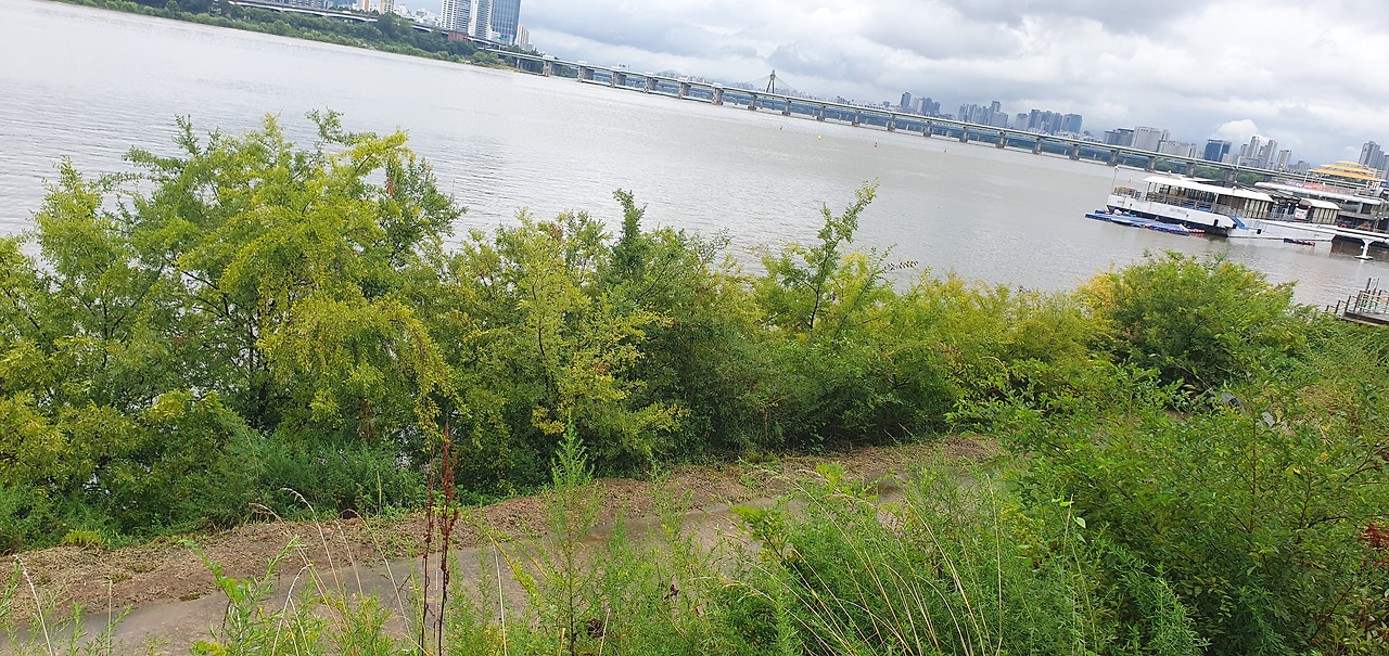 5-1. 참느릅나무 천지, 20250814_120613.jpg