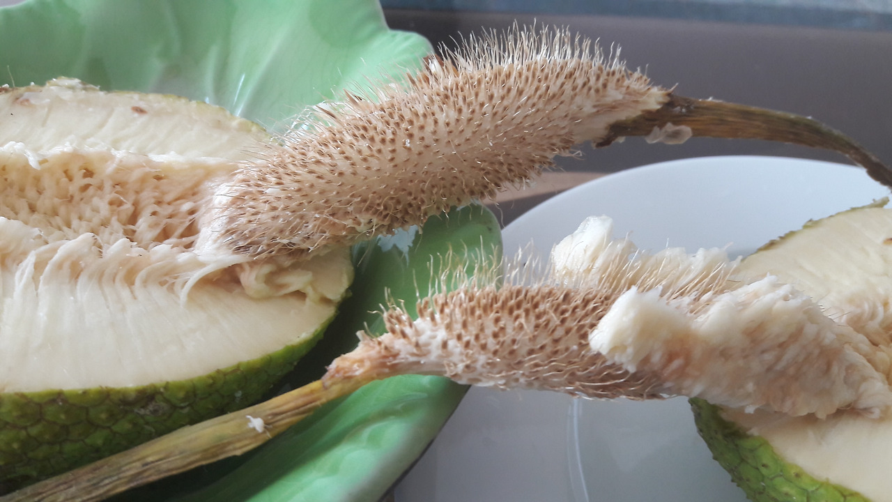 찐 열매 중신축과 씨가 붙은 모습. 20180210_084751 (3).jpg