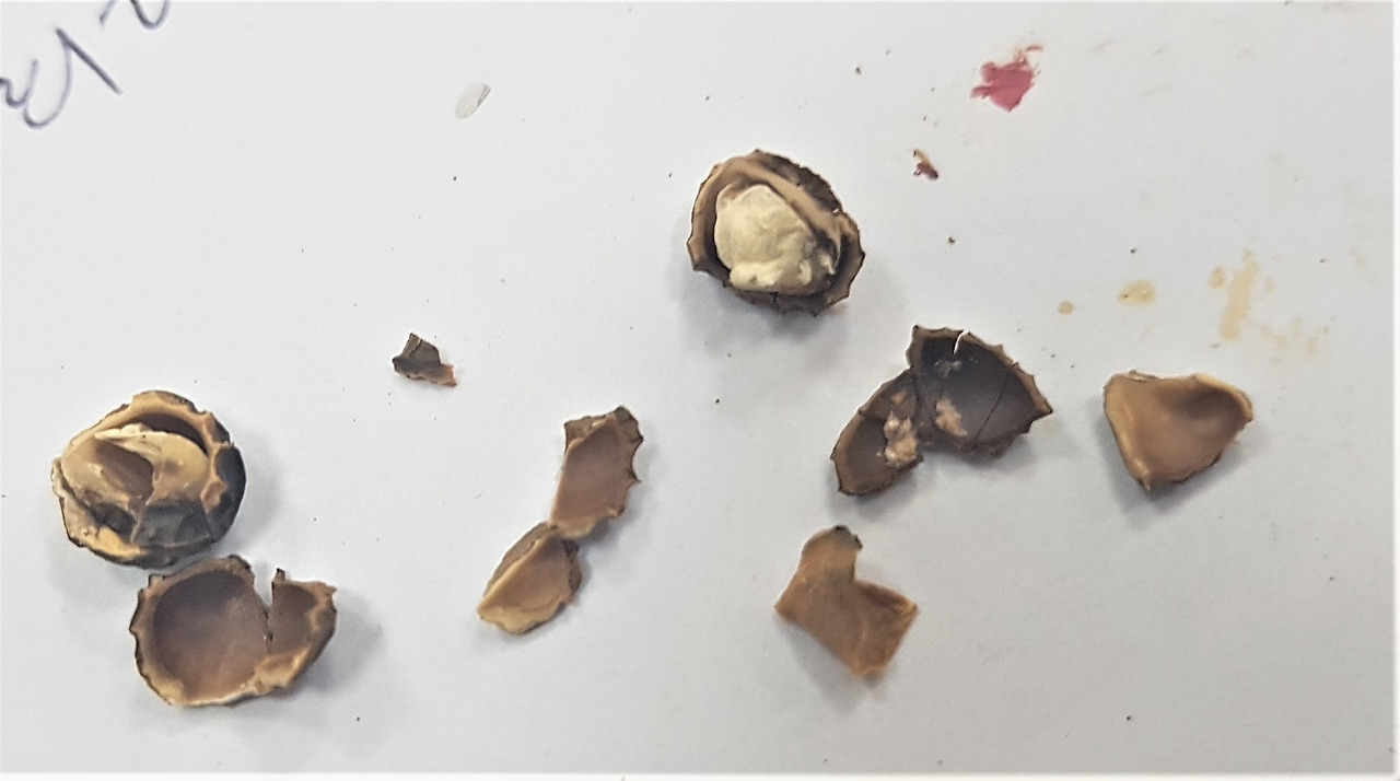 3. 열매와 씨, 20190729_145246 (2).jpg