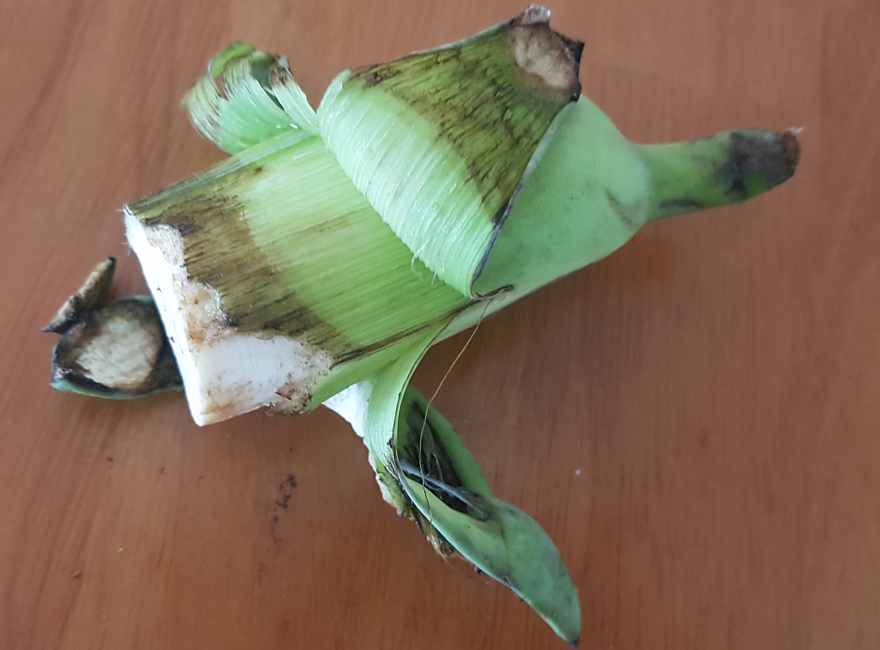 1. 덜 익은 바나나 껍질과 속살.jpg
