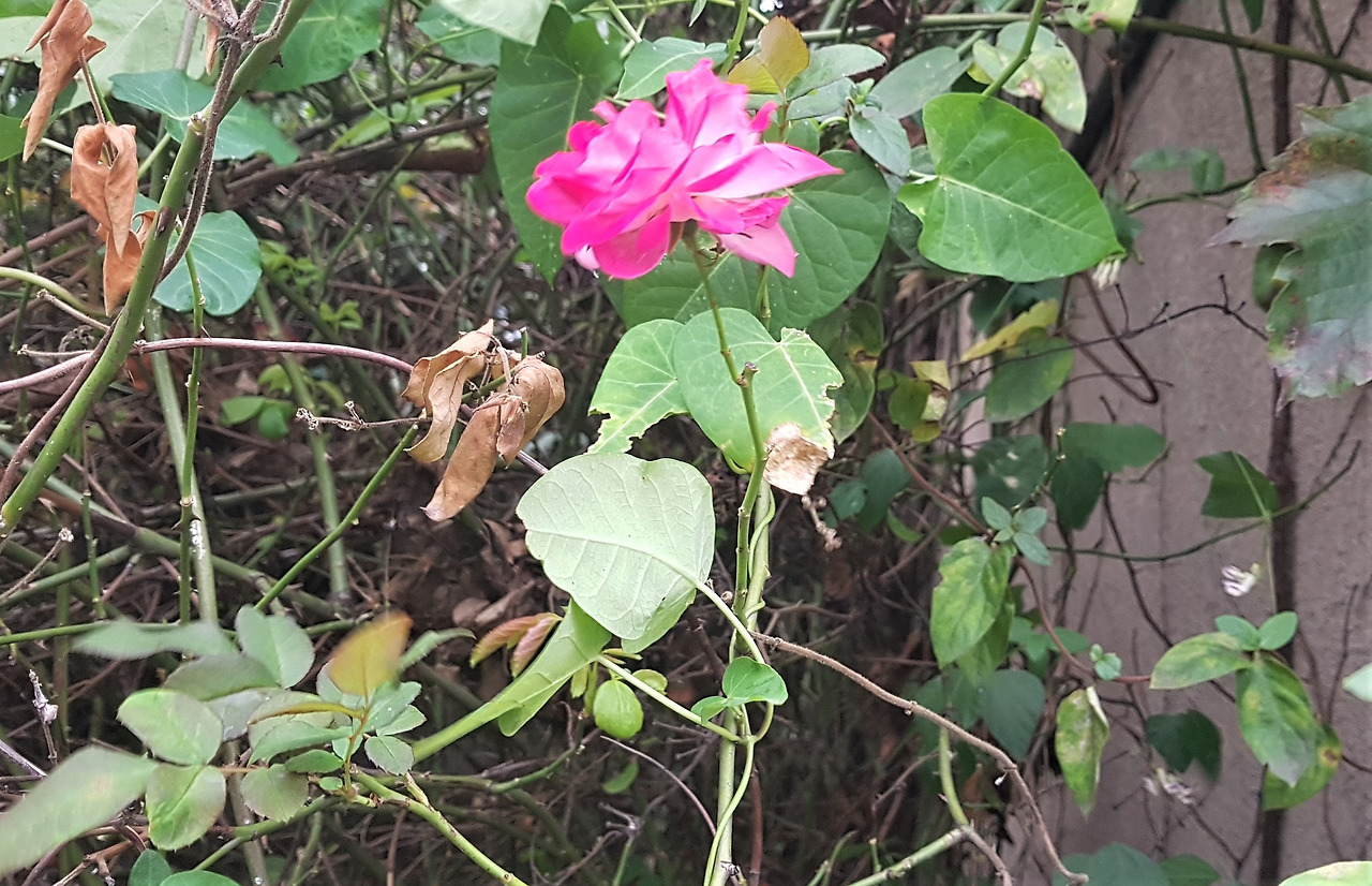 한강의 장미꽃, 20201004_173750.jpg