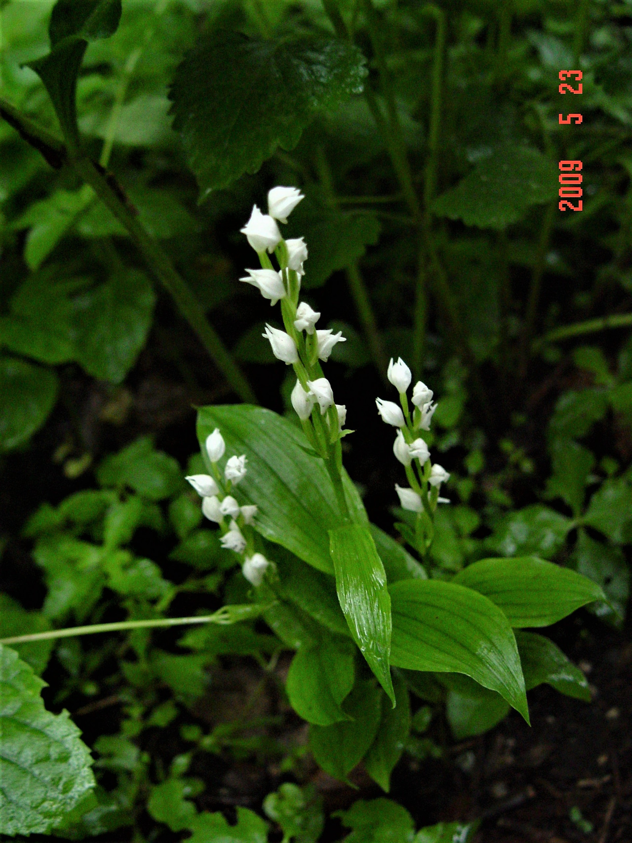 4. 은난초 (2).jpg