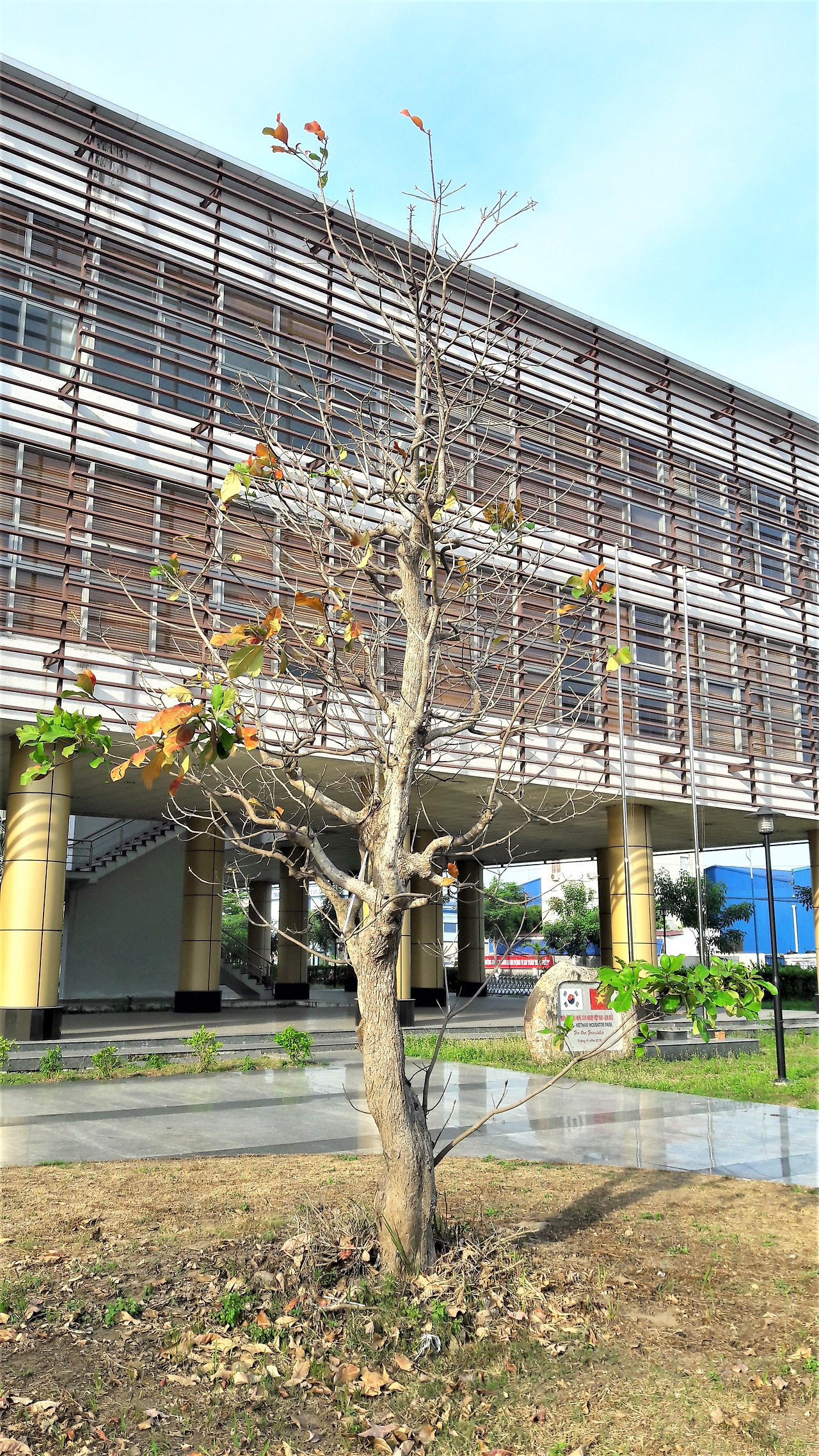 KVIP 청사 앞 낙엽이 진 인도참나무edited,,20180416_163354.jpg