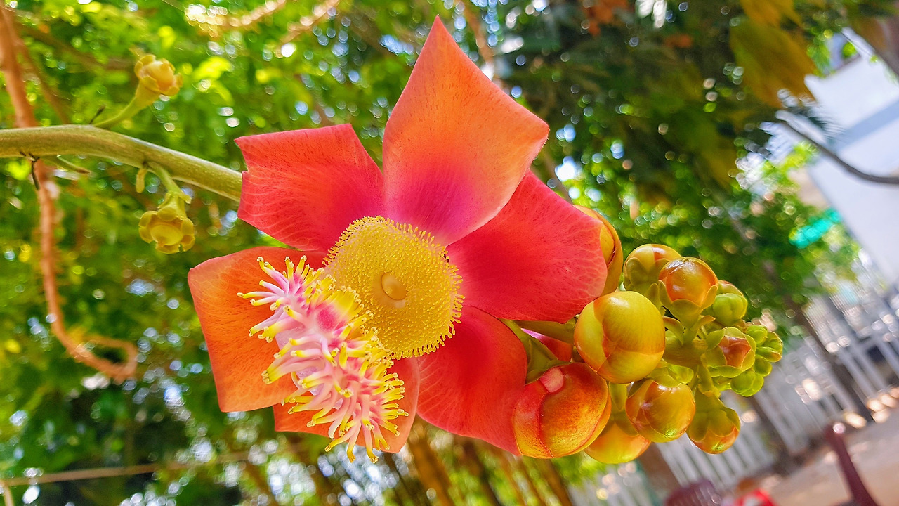 1. 살라꽃, 20190330_110459-EFFECTS.jpg