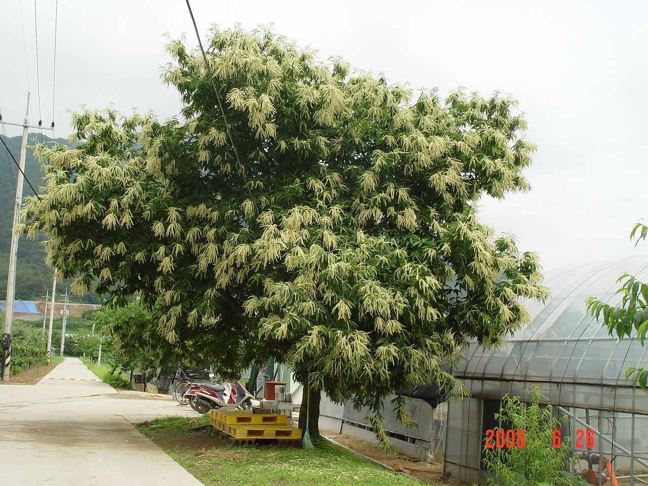 밤나무, 강원도 농업기술원 과수원1.jpg