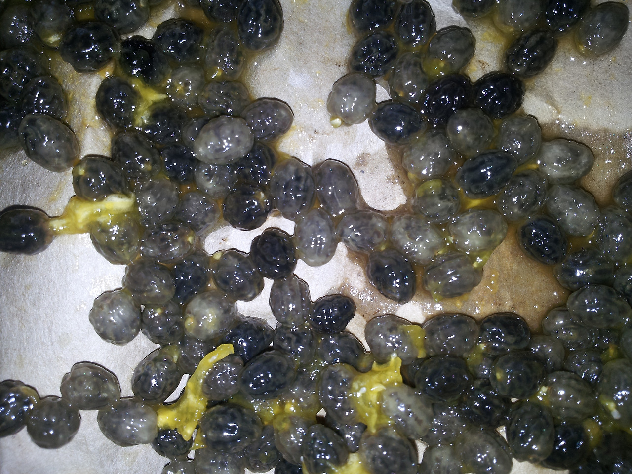 8.열매에서 바로 빼낸 씨, 파파야, 익으니 말랑해짐, 겉이 누렇게 변하고 오래되니 곰팡이가 생김, 씨는 수백개가 개구리 알처럼 들어 있다. 씨는 점액질 껍질, 그것을 벗기면 까만 밤송이같고, 그것을 벗기면 갈색의 달걀형 씨, 갈색씨껍질은 딱딱하고, 알갱이는 흰색2013-07-19 20.14.33 (5).jpg