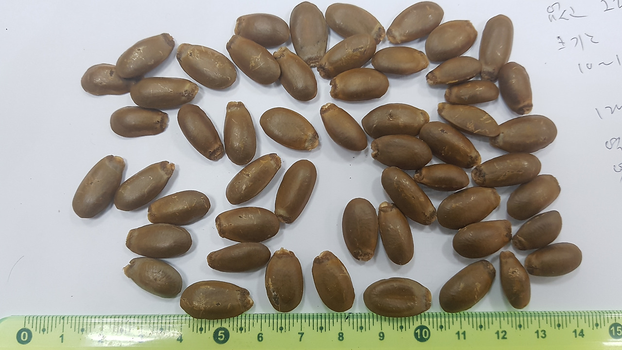 5.마른 씨, 20190605_154256.jpg