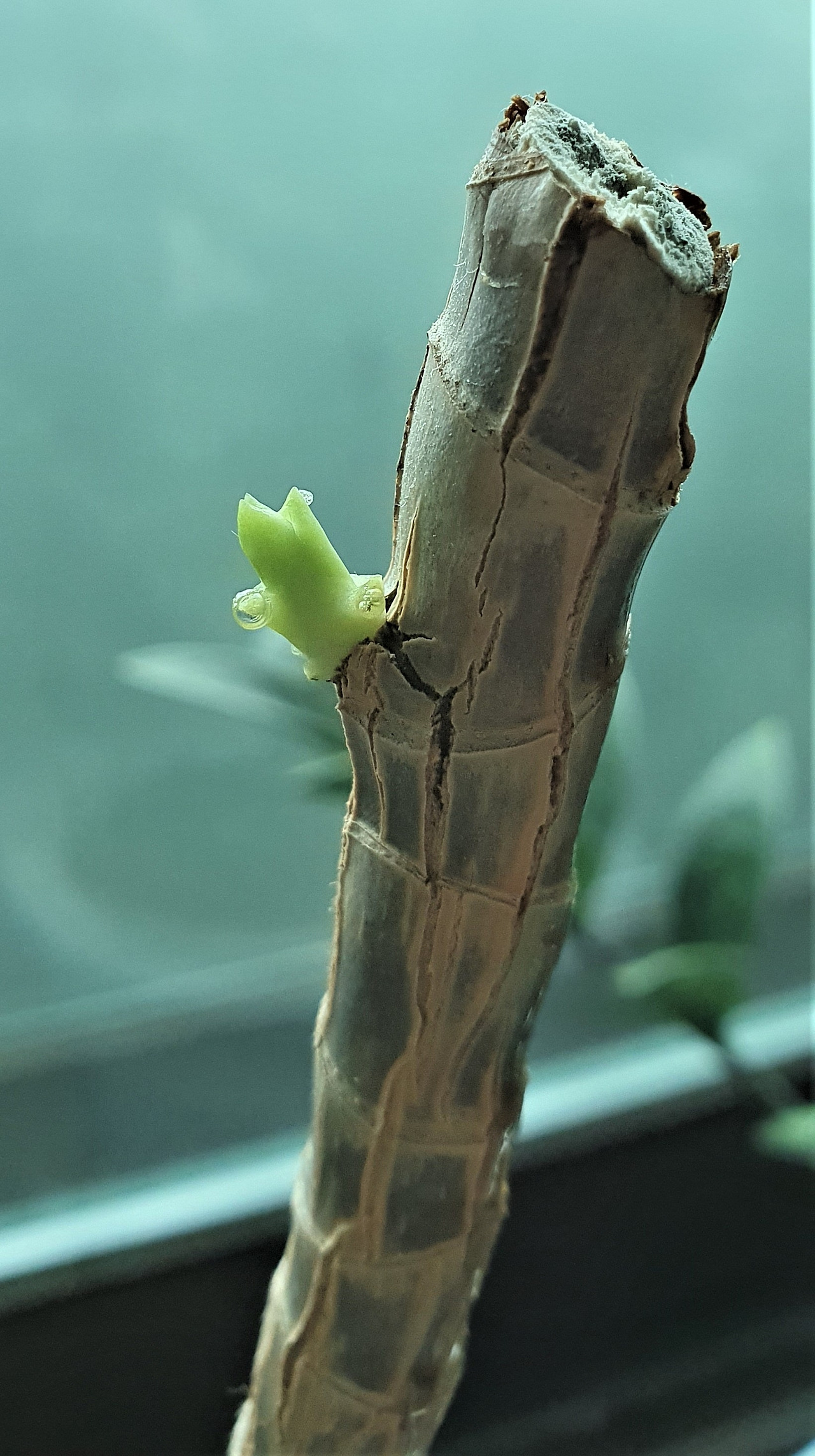 5.남은 줄기에 돋아나 자라는 새싹(가까이서 찍음), 20230425_140510 (2).jpg