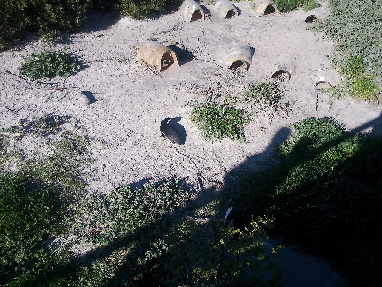 펭귄과 모래 위 집.jpg