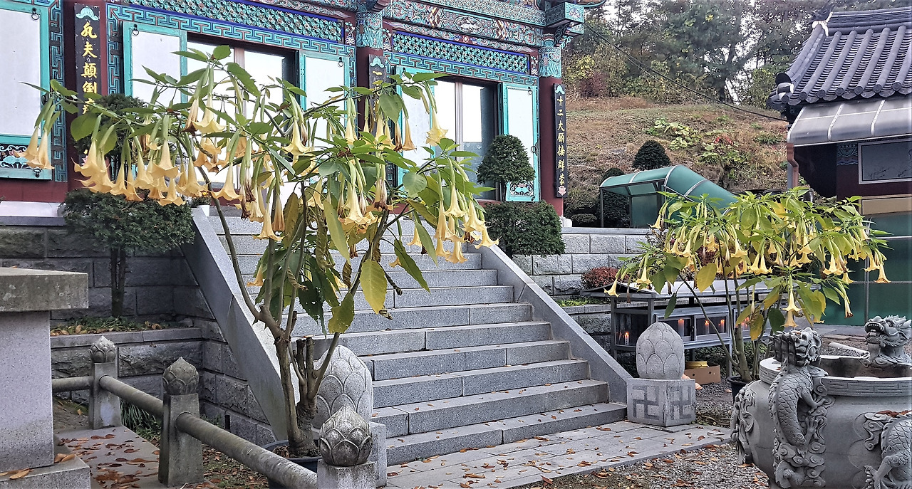 2. 대모산 불국사 찬사나팔꽃.jpg