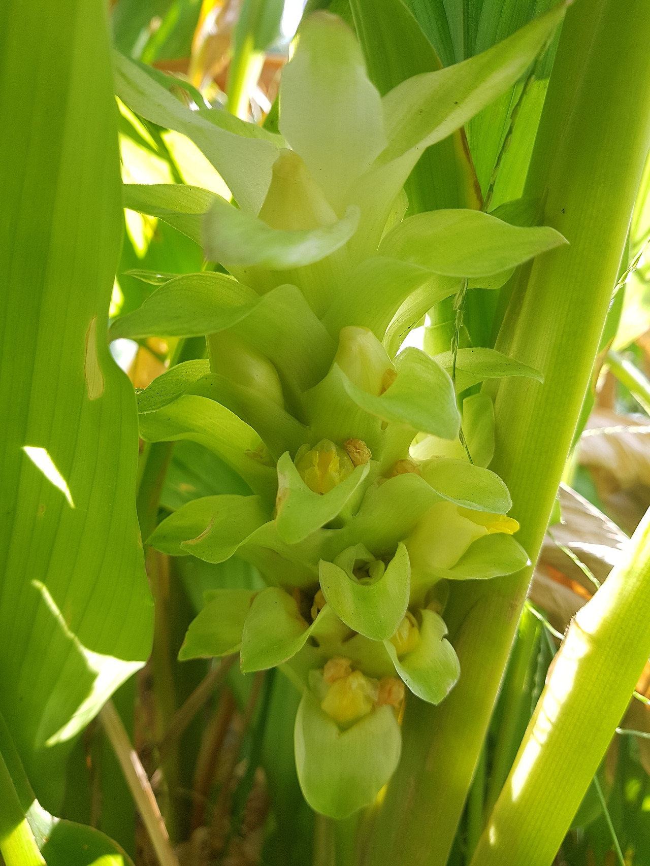 6. 꽃, 20190221_081416 (3).jpg