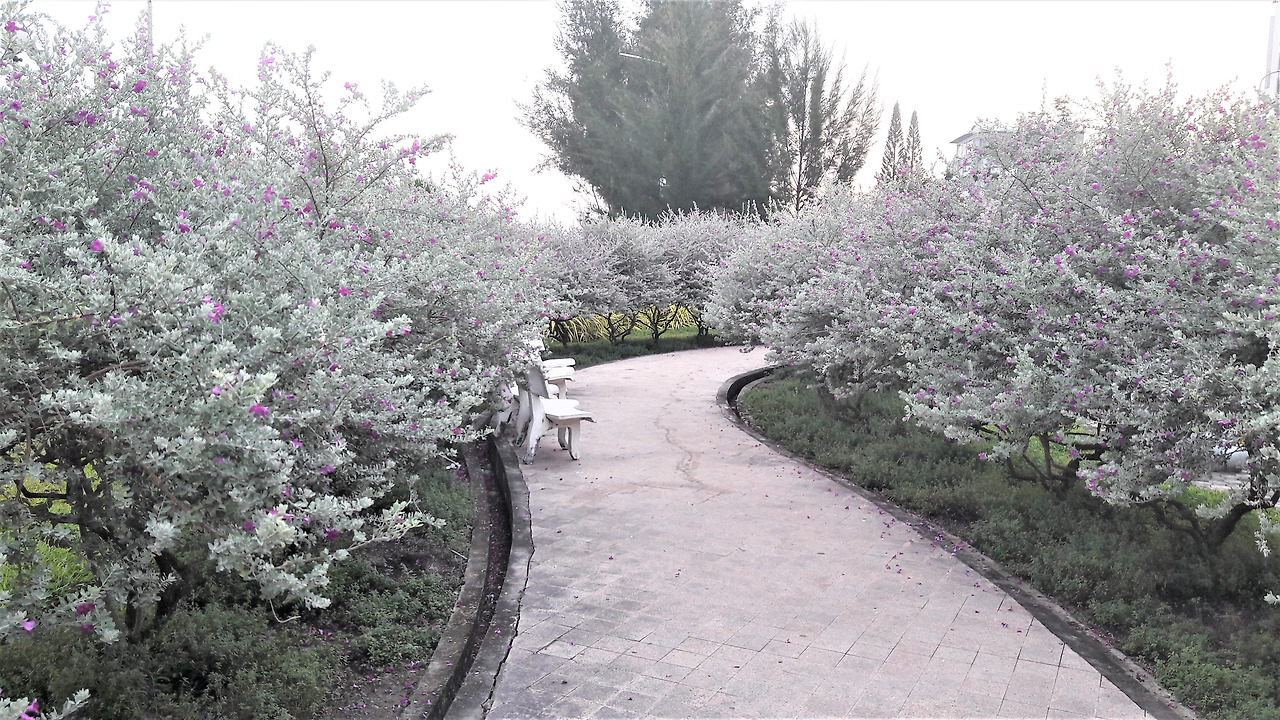 4.아름다운 흰잎세이지 길, 20180103_173820 (2).jpg