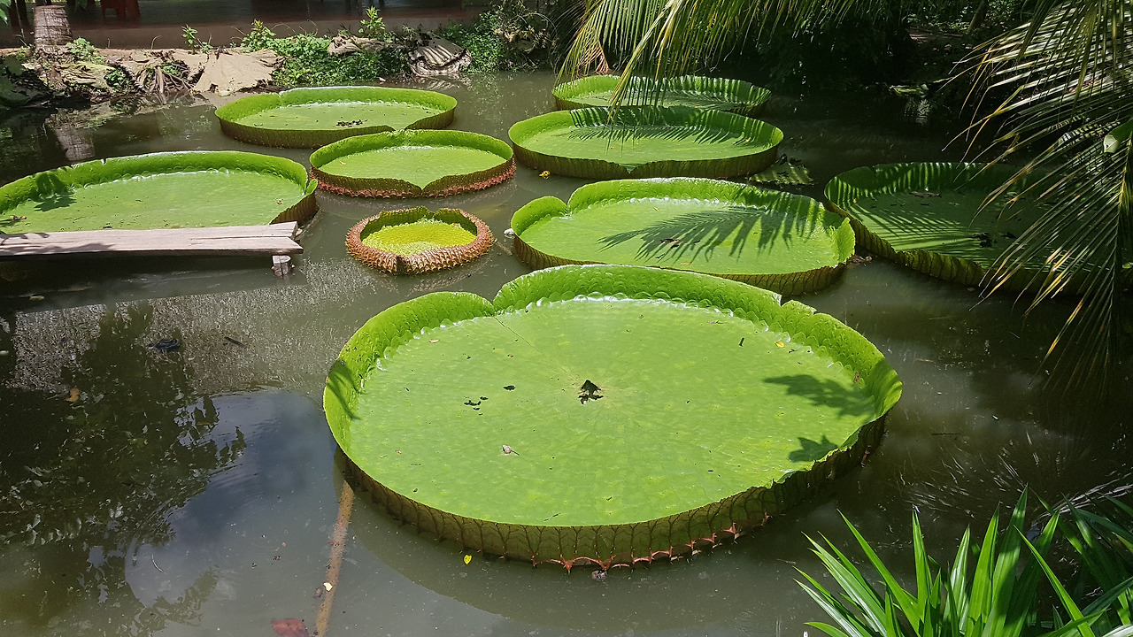 민가 뜰 연못의 가시연, 20190727_124020.jpg