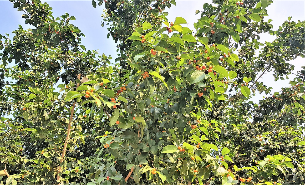 2-1.수많은 꽃차례가 열매처럼 달린 모습, 베트남 껀터, 2019.01.26.jpg