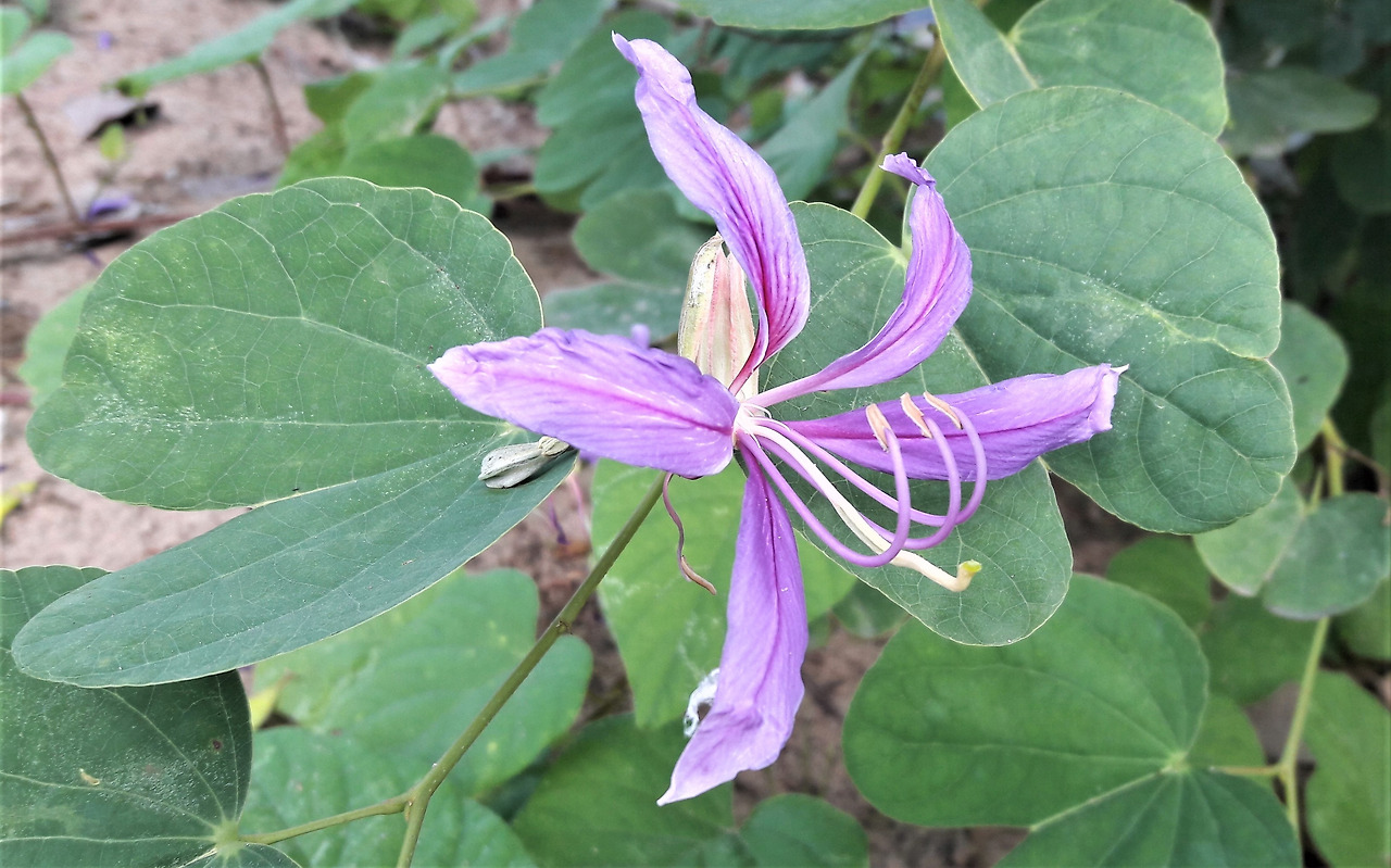 2. Bauhinia purpurea 꽃(추정).jpg