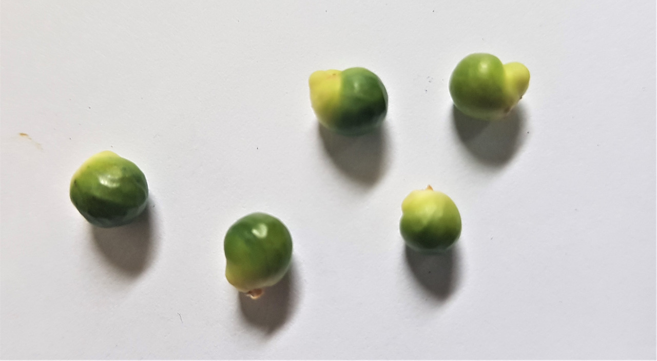 3.신선한 익은 열매, 20190712_100428 (2).jpg