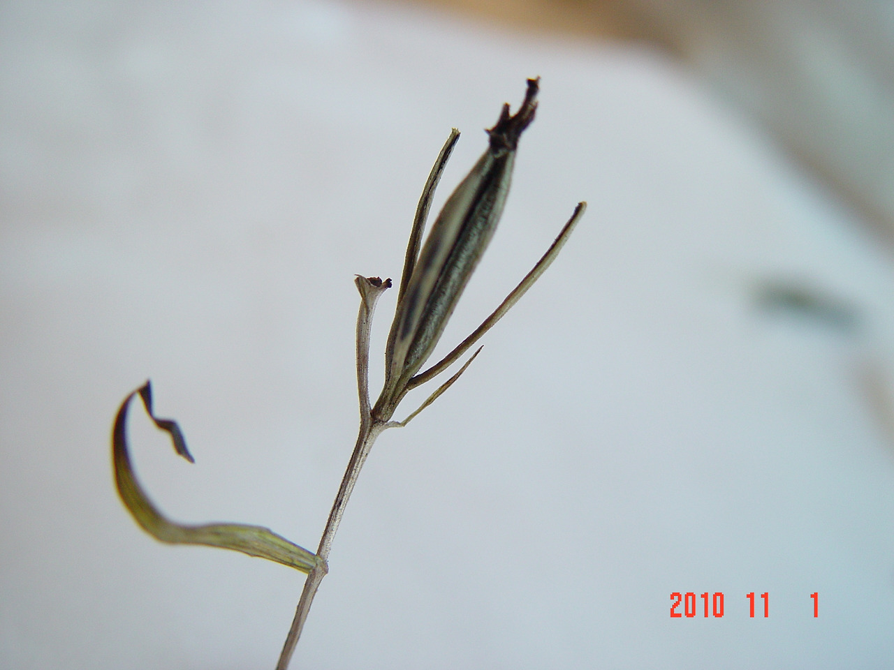 은대난초, 열매좁고 높은 능각이 떨어지면 그안에 2조각사이가 틈이 생김,익은 씨 찾기가 어렵다 거의 까맣게 숯가루처럼 되어 있다 수목원 생태로입구왼쪽.10.11. 1.017..jpg