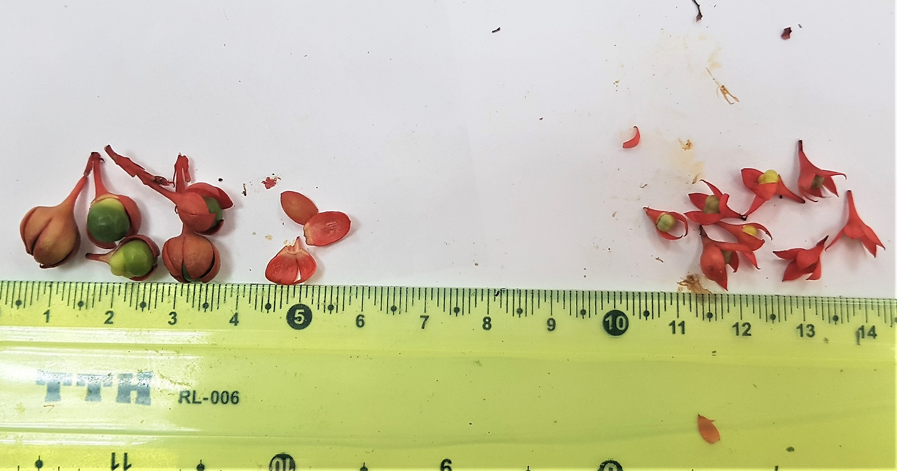 3. 초기열매와 거의 다 익은 열매, 20190712_084422 (2).jpg