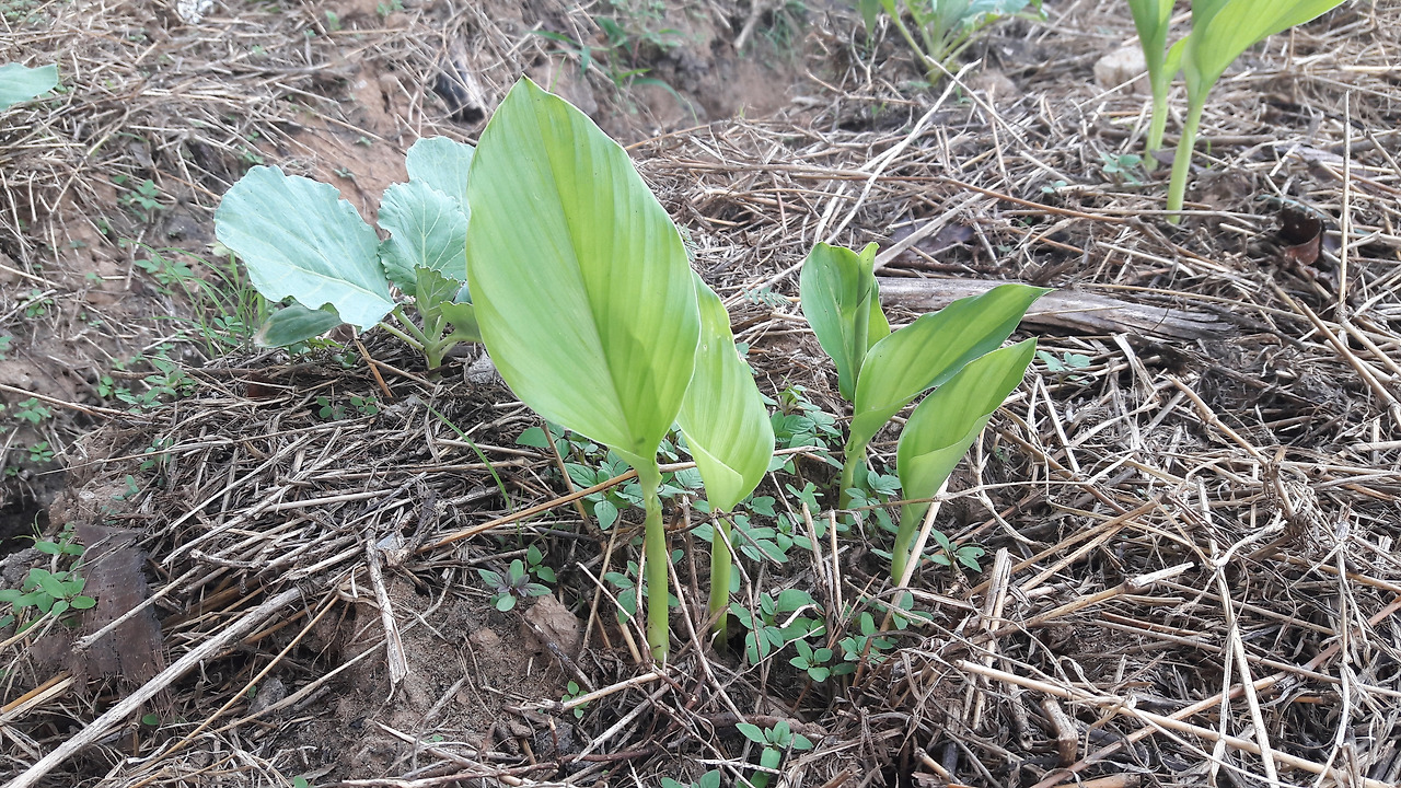 1. 땅위로 나온 새 순, 20180924_162952.jpg