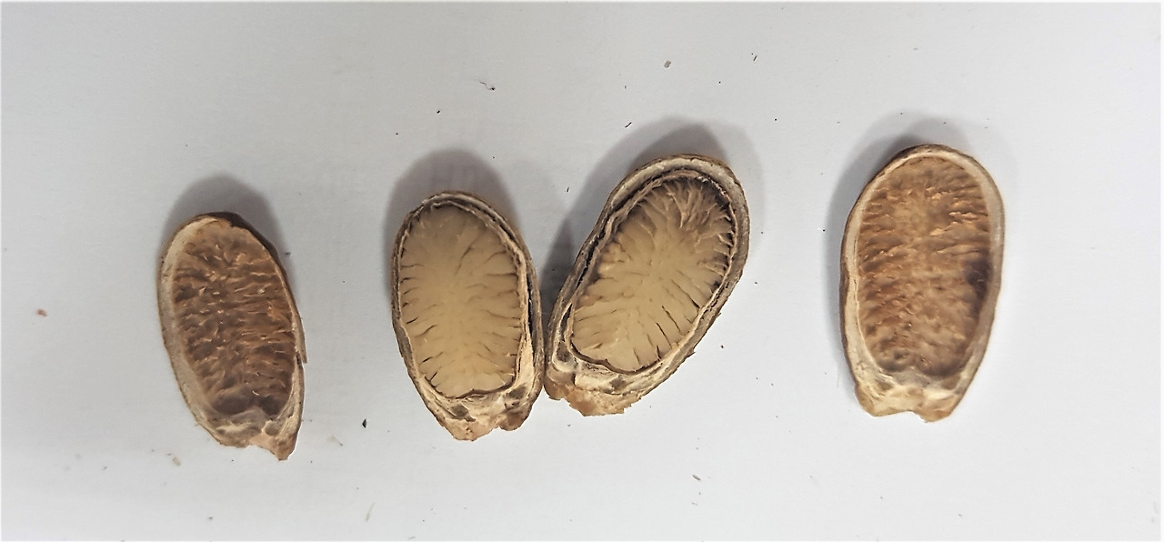 6. 씨껍질 안쪽과 알갱이, 20190729_151710 (2).jpg