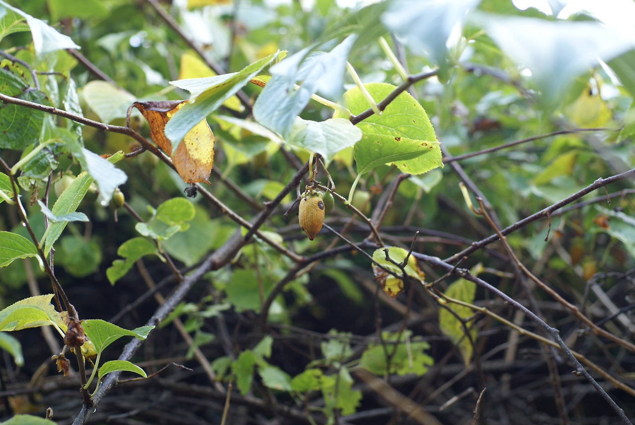 6. 개다래 익은 열매, 국립수목원.jpg