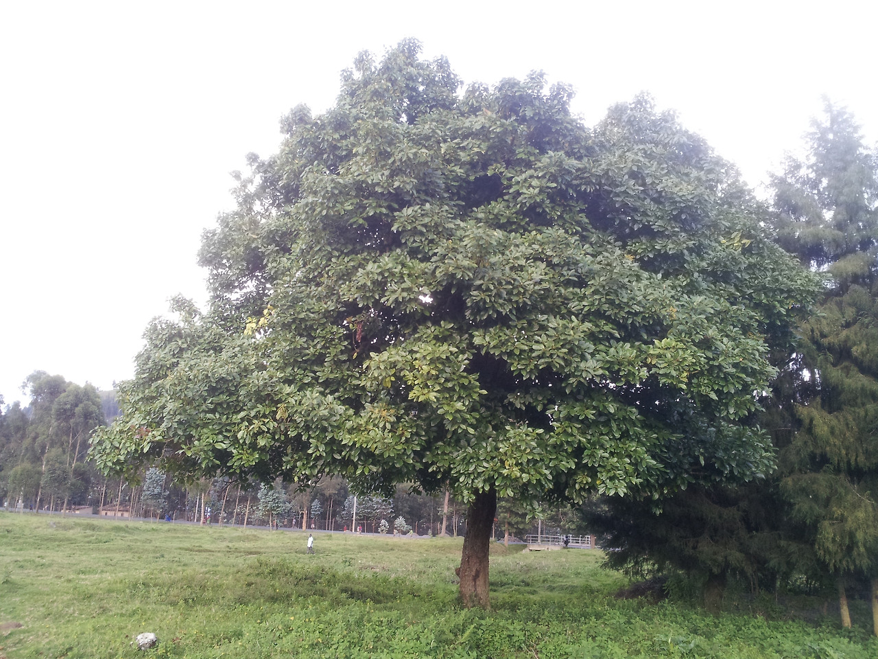 3.나무형태-2,축구장옆 큰나무, 열매가 있다20140430_172821 (1).jpg