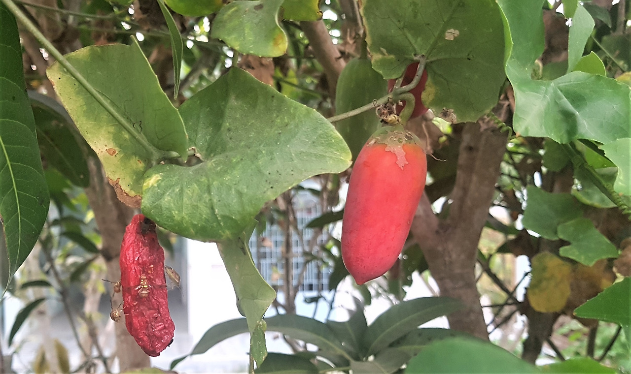 4. 익은 열매.jpg