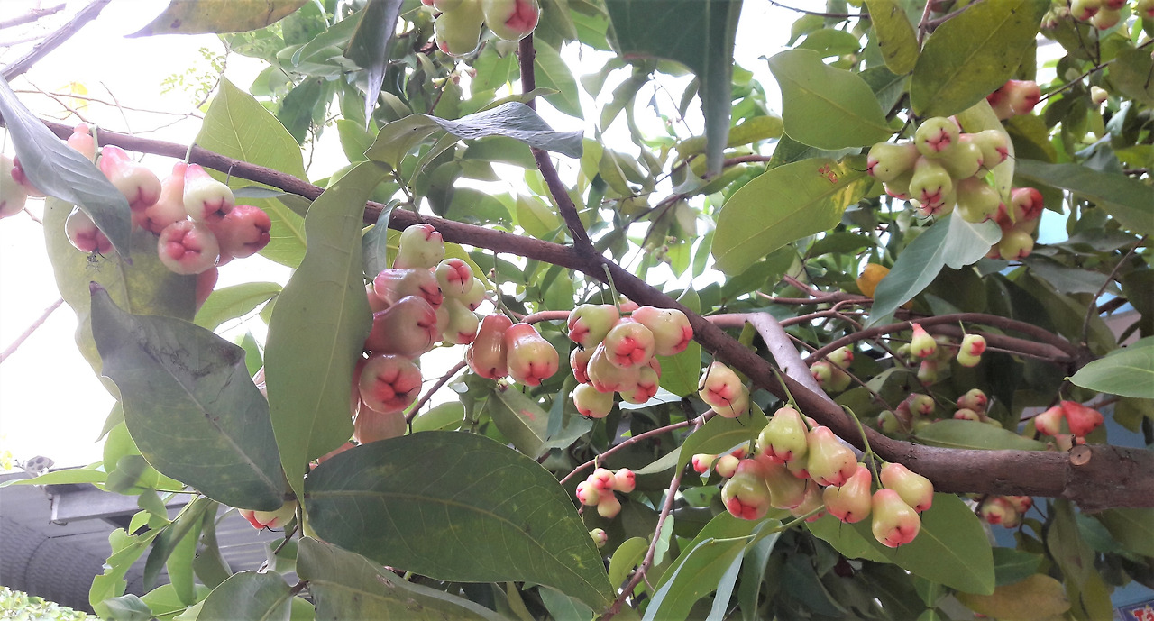 3. 가지, 잎겨드랑이 등에 주렁주렁 달린 열매,.jpg