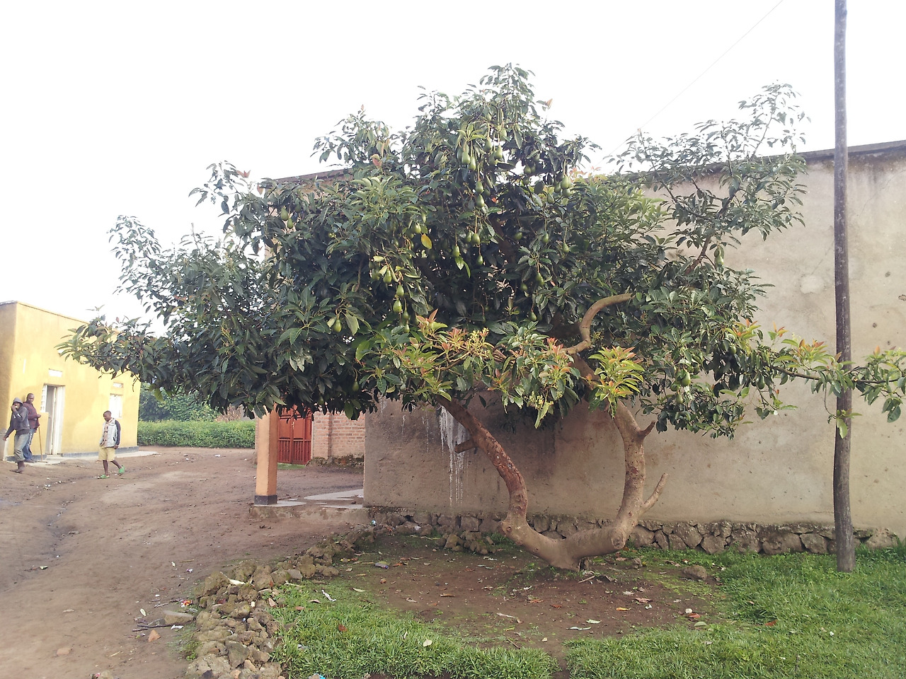 1,나무형태, 2013-02-17 07.16.50.jpg