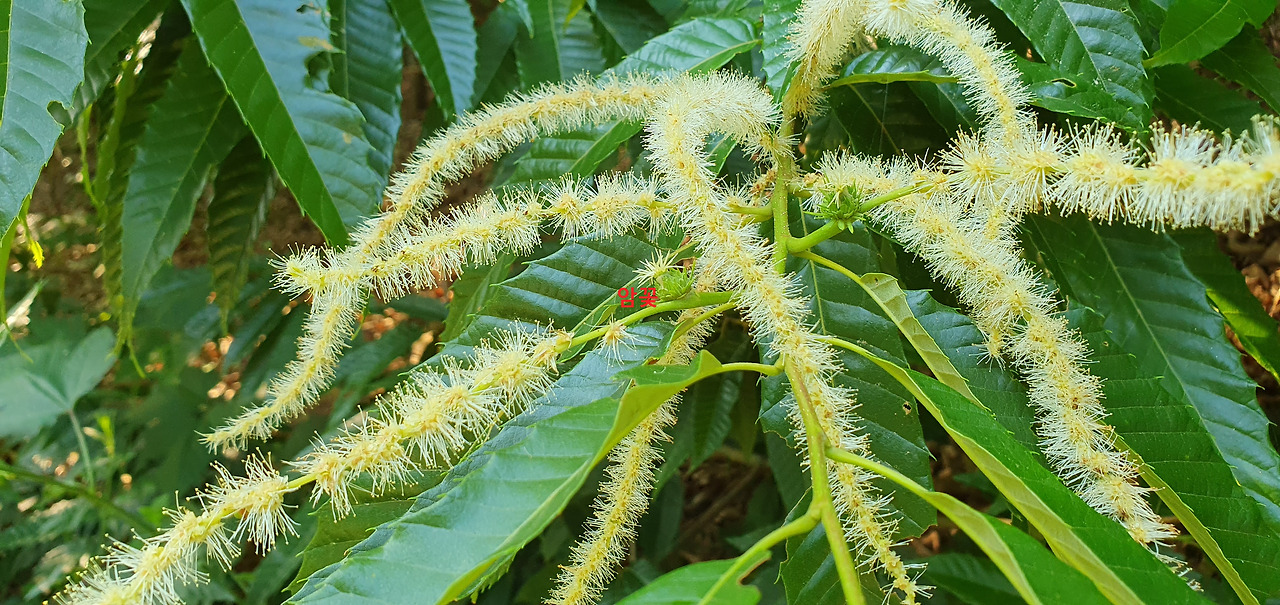 암꽃1, 수꽃 수십개, 상천20240618_175705.jpg