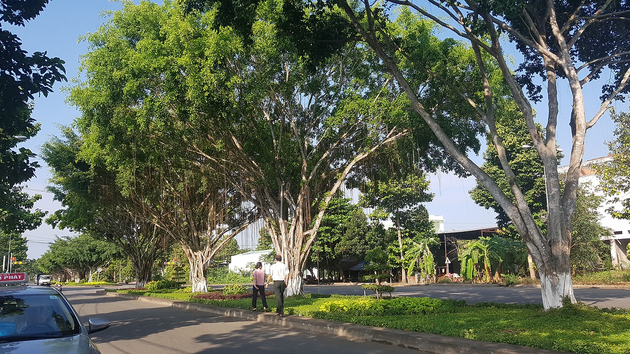 5. 벤자민고무나무  길, 껀터, 20190405_080942.jpg