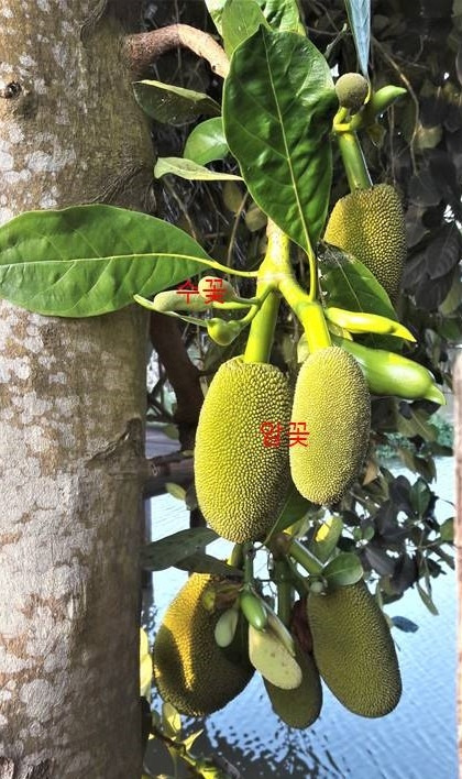 0-2. 잭푸르트 암꽃과 수꽃.jpg