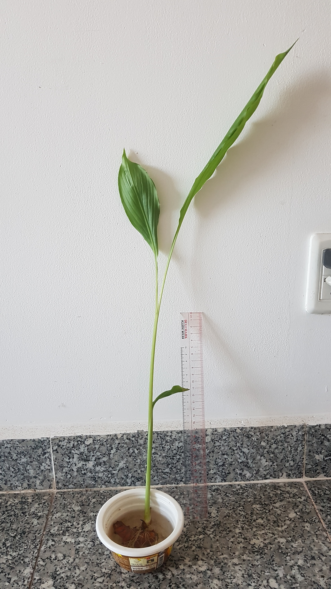 3. 본 뿌리에서 나와 자라는 줄기와 잎.jpg