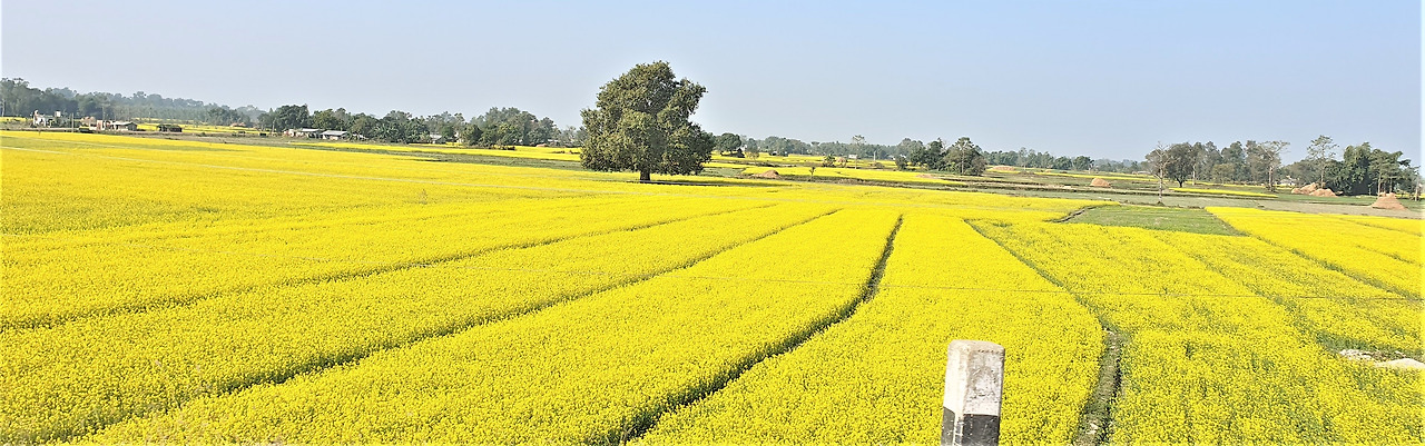 1.유채밭20221220_104608 (2).jpg