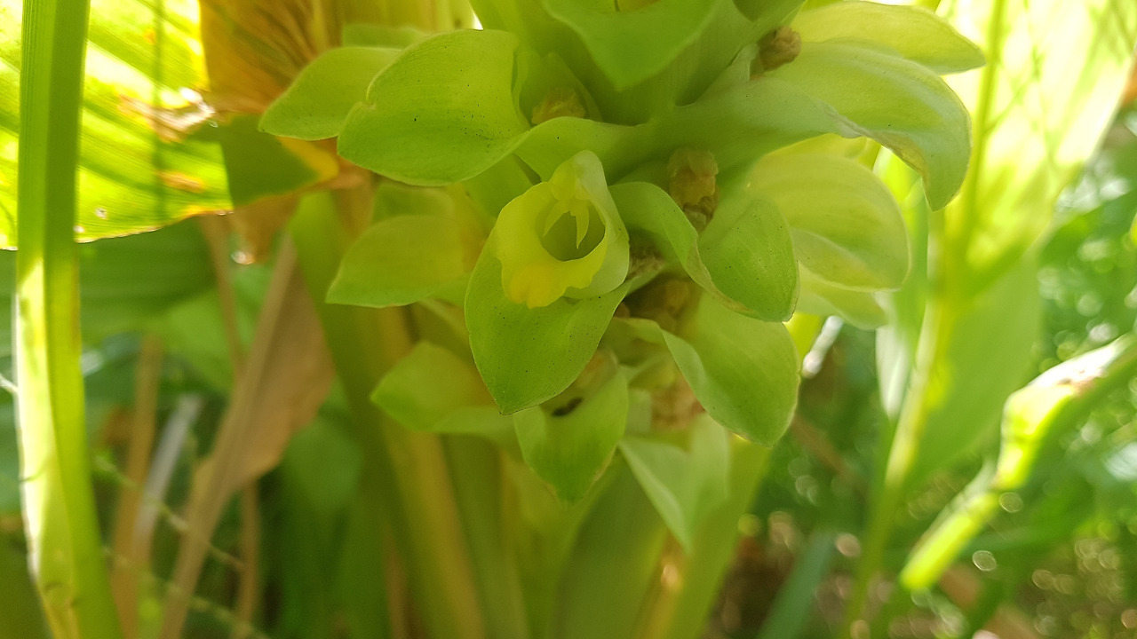 4. 꽃과 암술머리 20190221_081416 (4).jpg