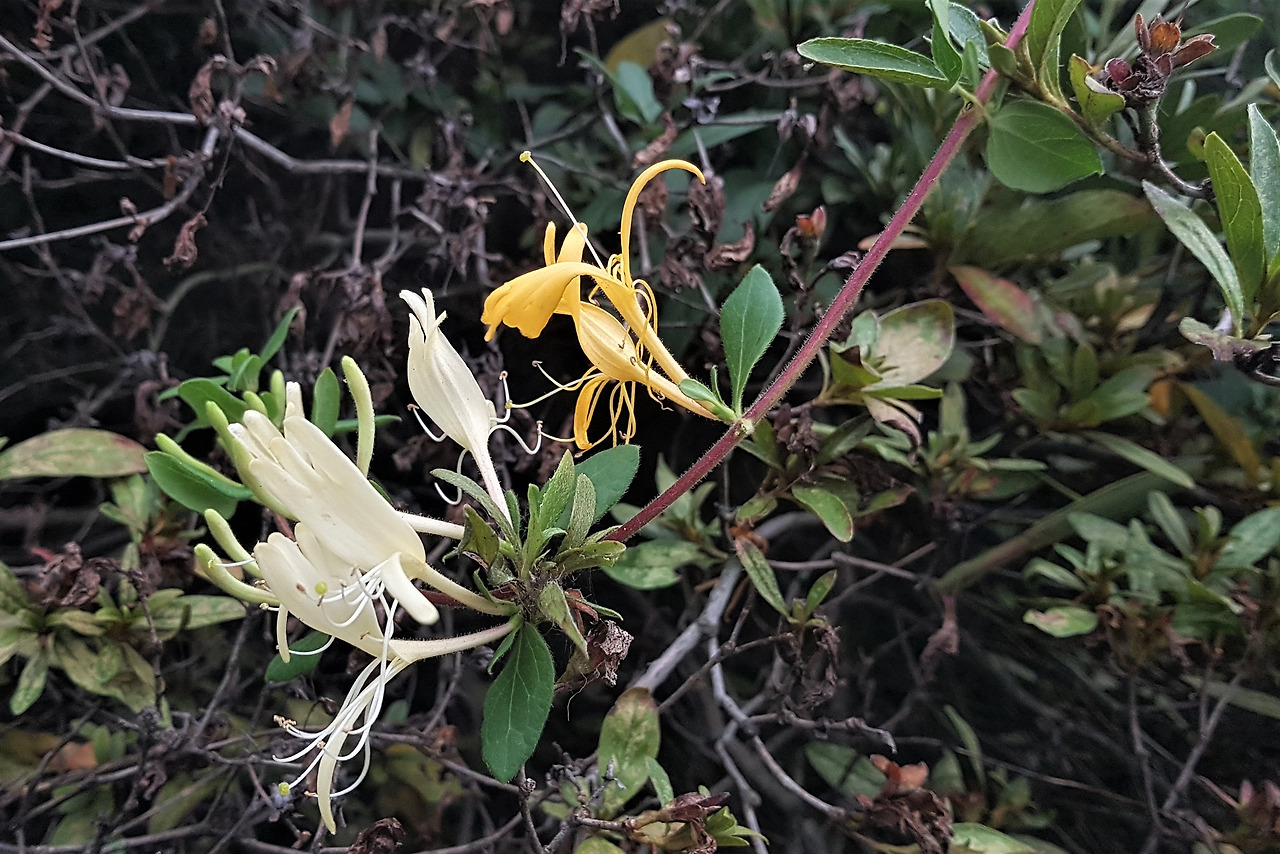 한강의 인동초꽃, 20201004_173638.jpg