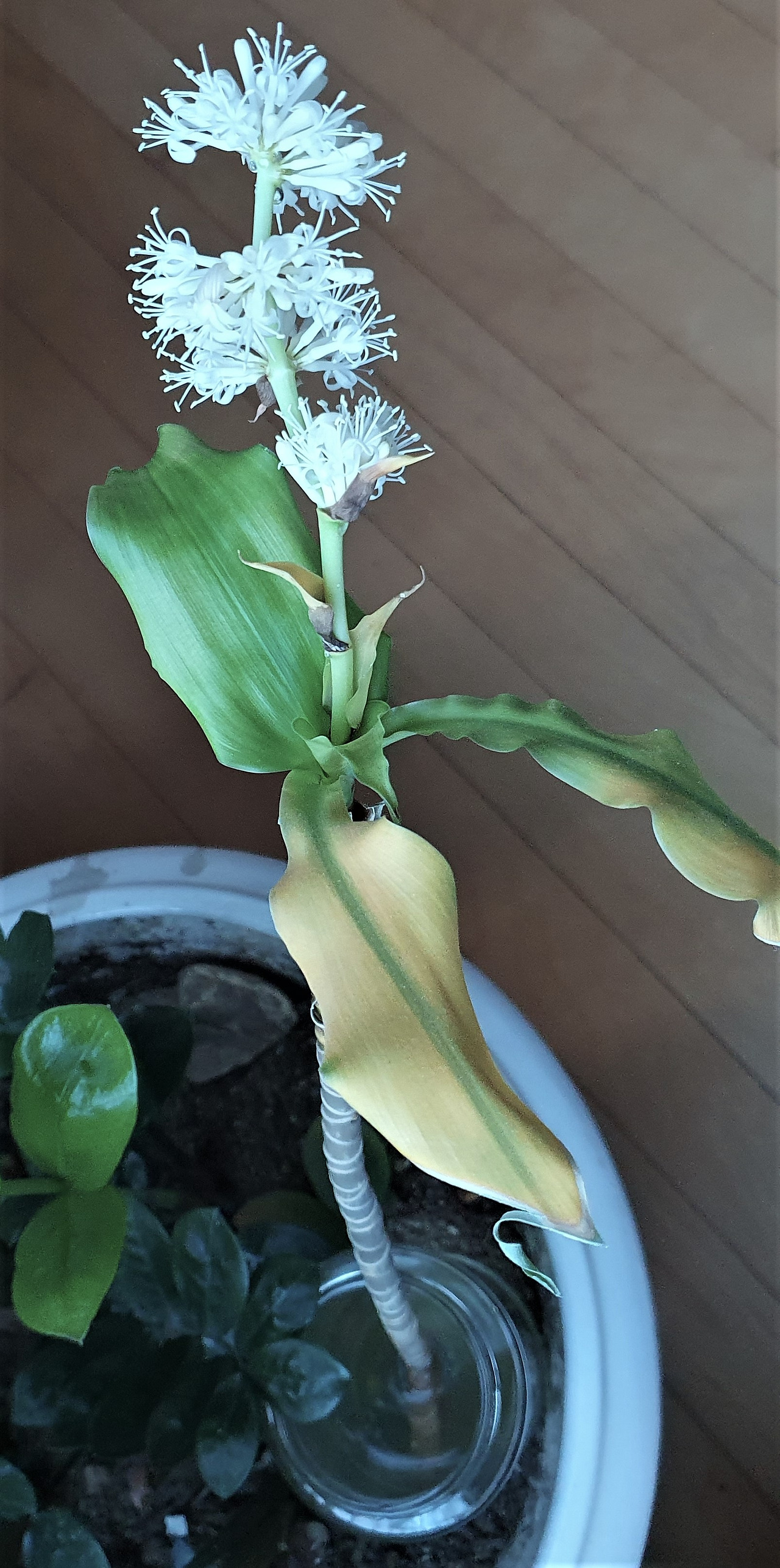 3.끊어낸 줄기가 물에서 핀 꽃, 20230320_181112 (2).jpg