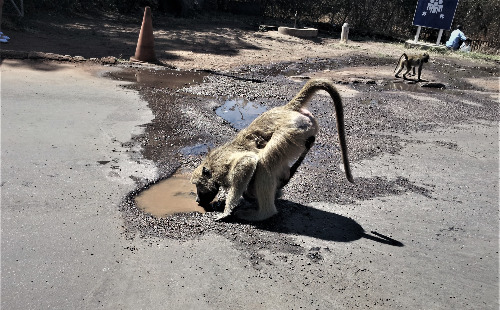 4.아기원숭이를 품은 채 도로 웅덩이 물을 먹는 원숭이, 20140805_121055.jpg