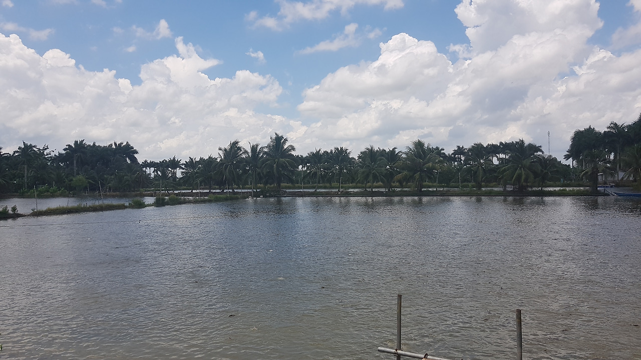 야자수가 병풍처럼 둘러처진 양식장, 20190727_123118.jpg