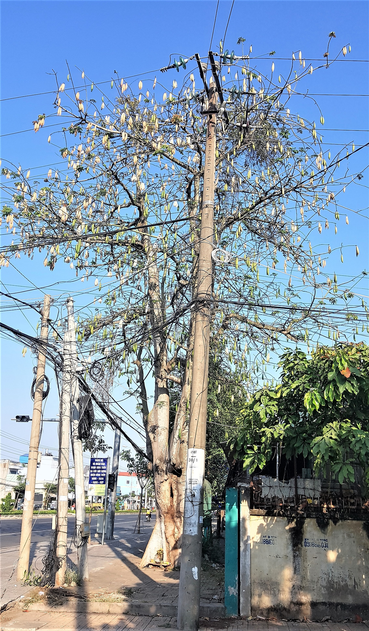 5.솜나무 20190225_080934 (2).jpg