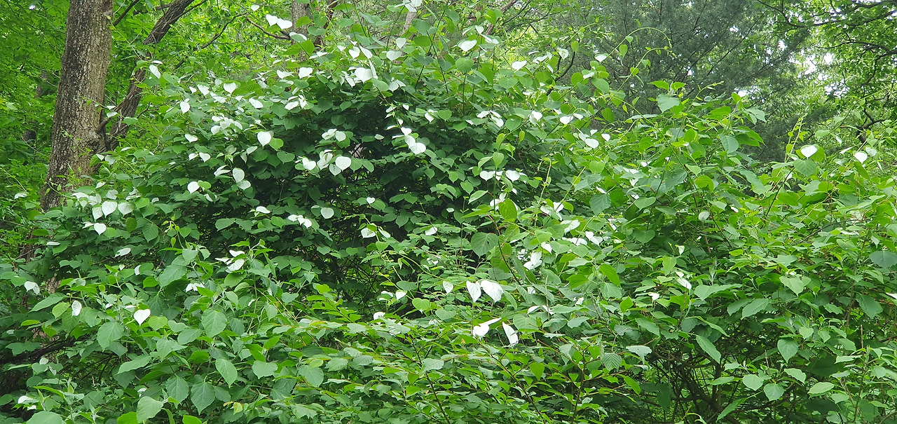 1. 개다래(천마산,20240527_140422).jpg