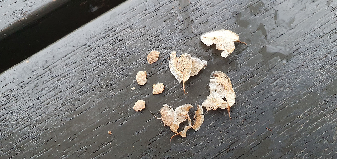 4. 씨와 열매껍질.jpg