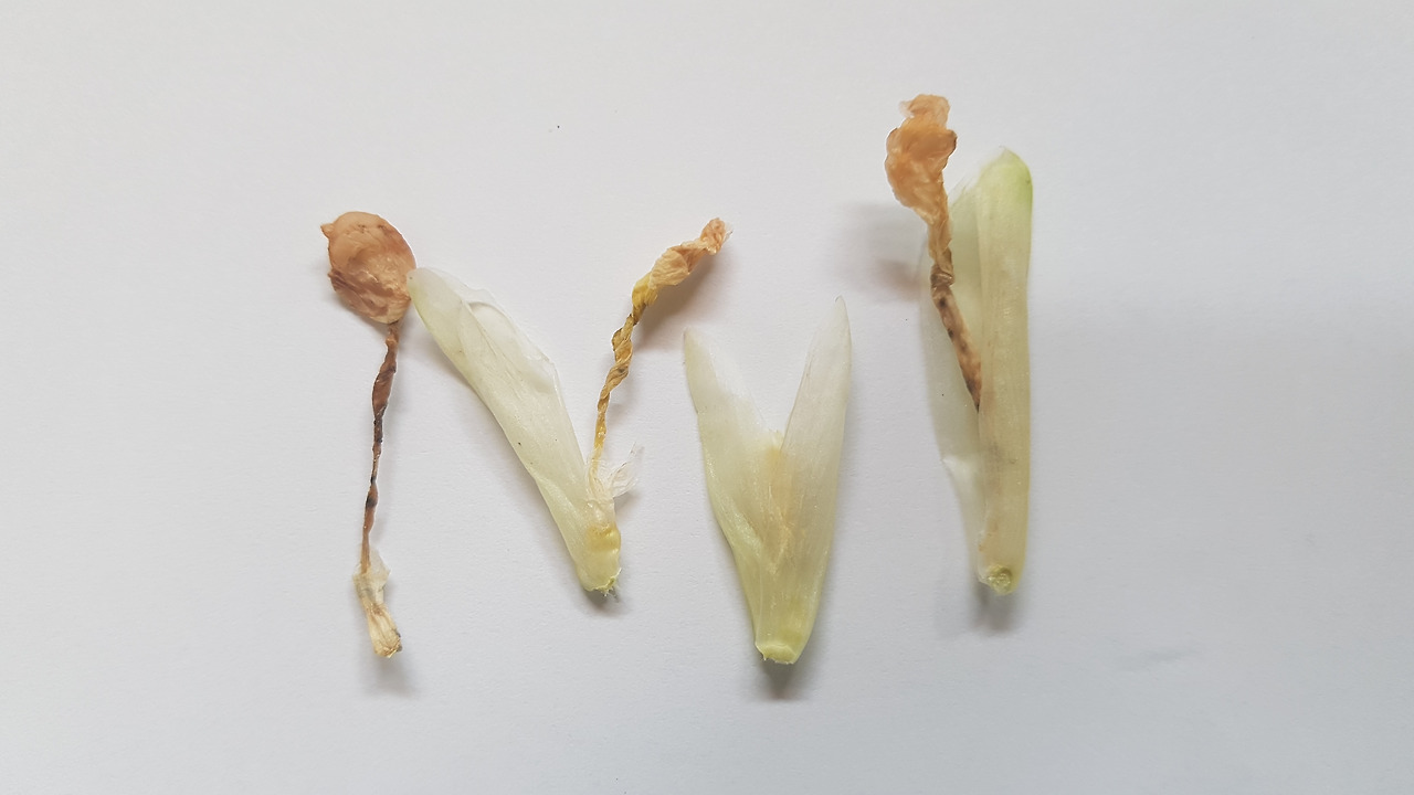 5. 마른 꽃 20190221_081416 (5).jpg