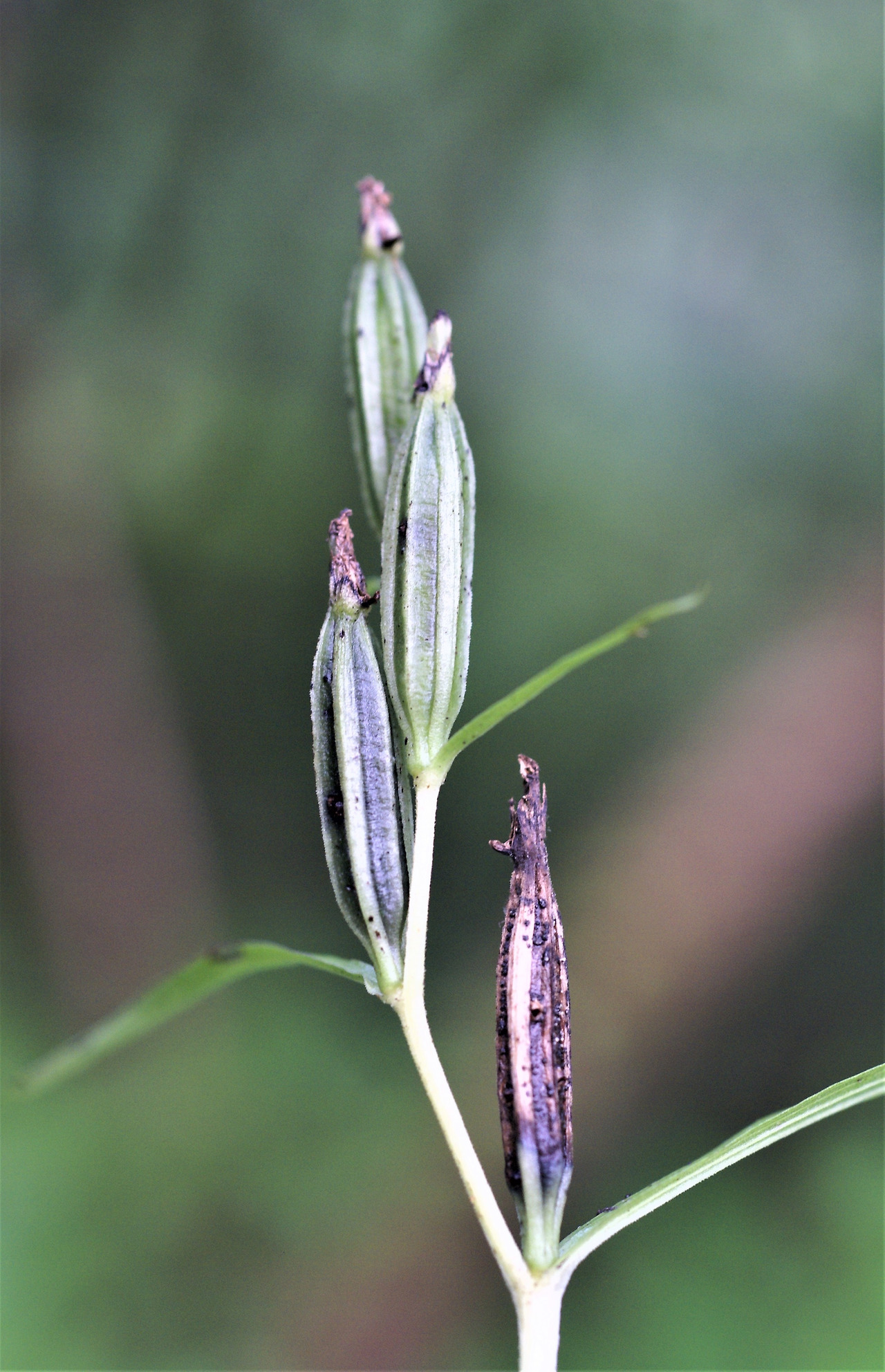 2.은대난초 열매, 수목원 생태로입구10.8.5.008. (2).jpg