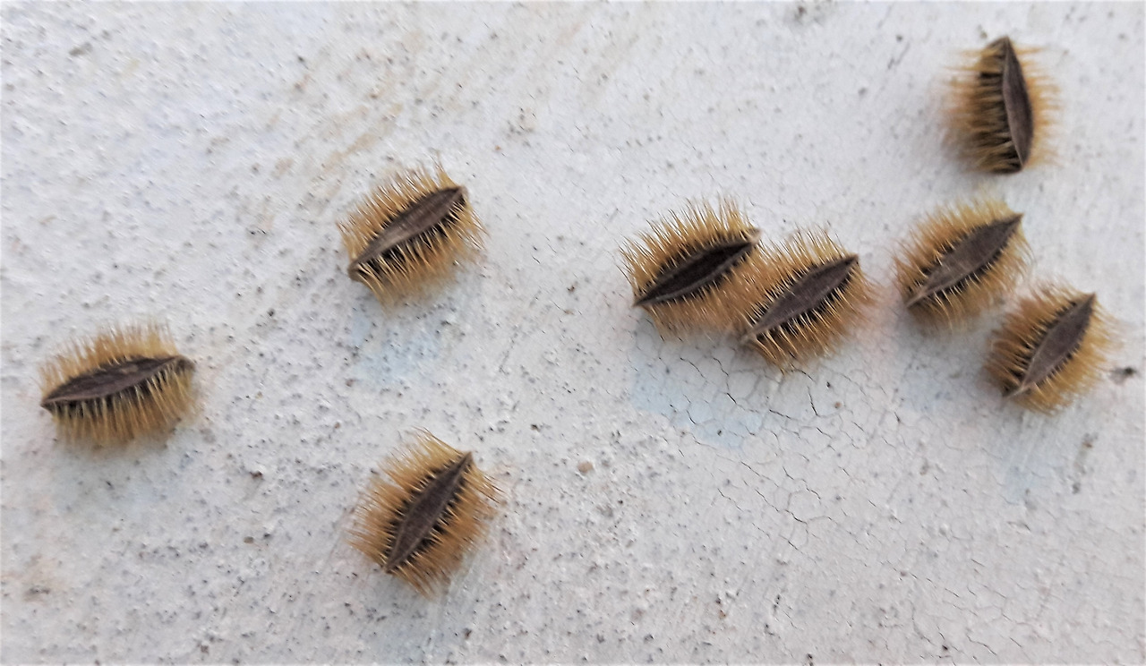 5.씨를 품은 열매 조각.jpg