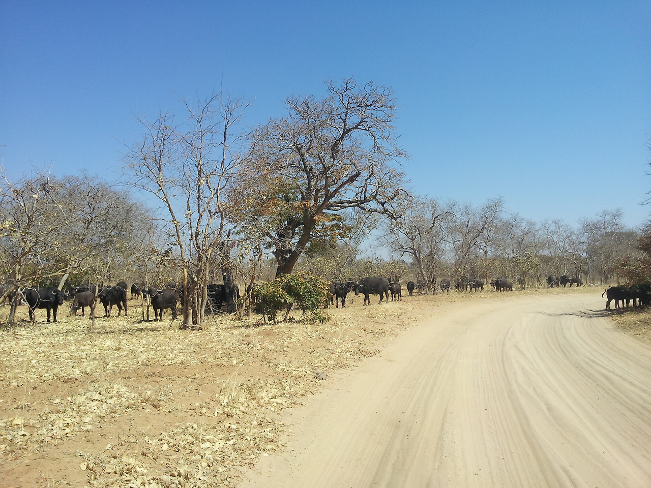 산 속을 돌아다니는 버펄로 떼.jpg