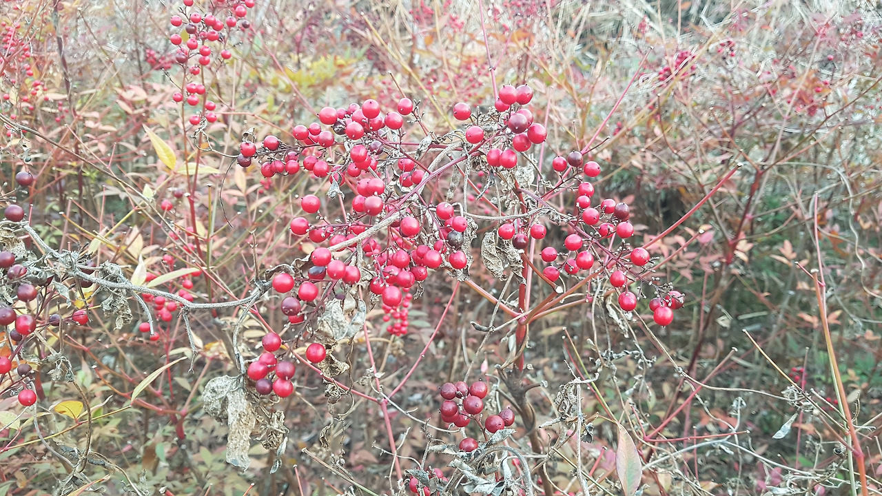 남천 열매, 20200307_173208.jpg