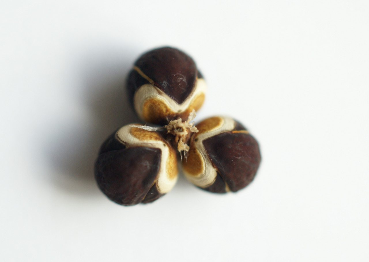 d.풍선덩굴 씨(3개가 다 익은 것).jpg