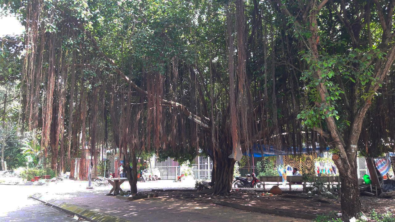 3. 여러 개의 줄기로 이루어진 몸통과 치렁치렁 늘어진 기근, 껀터 재래시장 옆.jpg